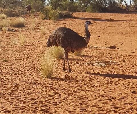 Emu in the Desert NT