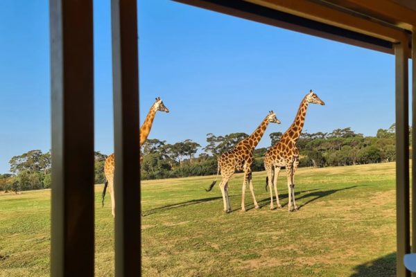 Giraffes at Dubbo