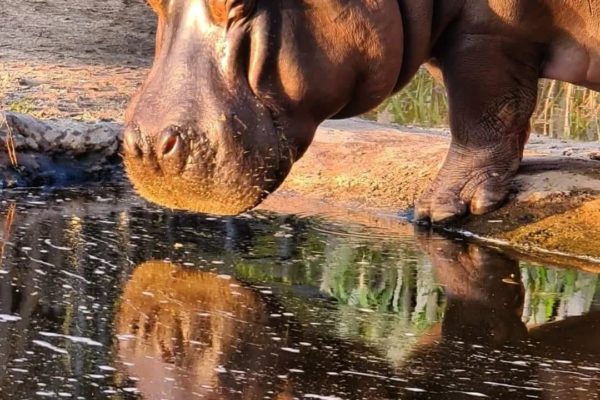 Hippo at Dubbo