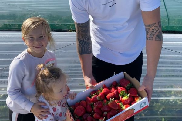 Picking Strawberries at Bullsbrook