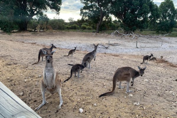 Wild Kangaroo at Lakelands